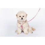 Woof by Betters Barrels H Harness (Check Red) dog harness BETTERS   